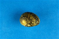 藏品(花圓蜑螺)的圖片